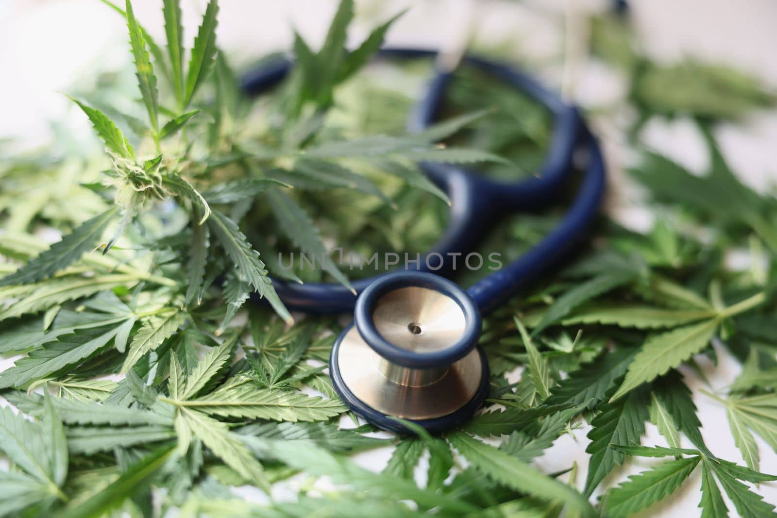 Medical stethoscope lying on green leaves of marijuana closeup. Drug treatment concept