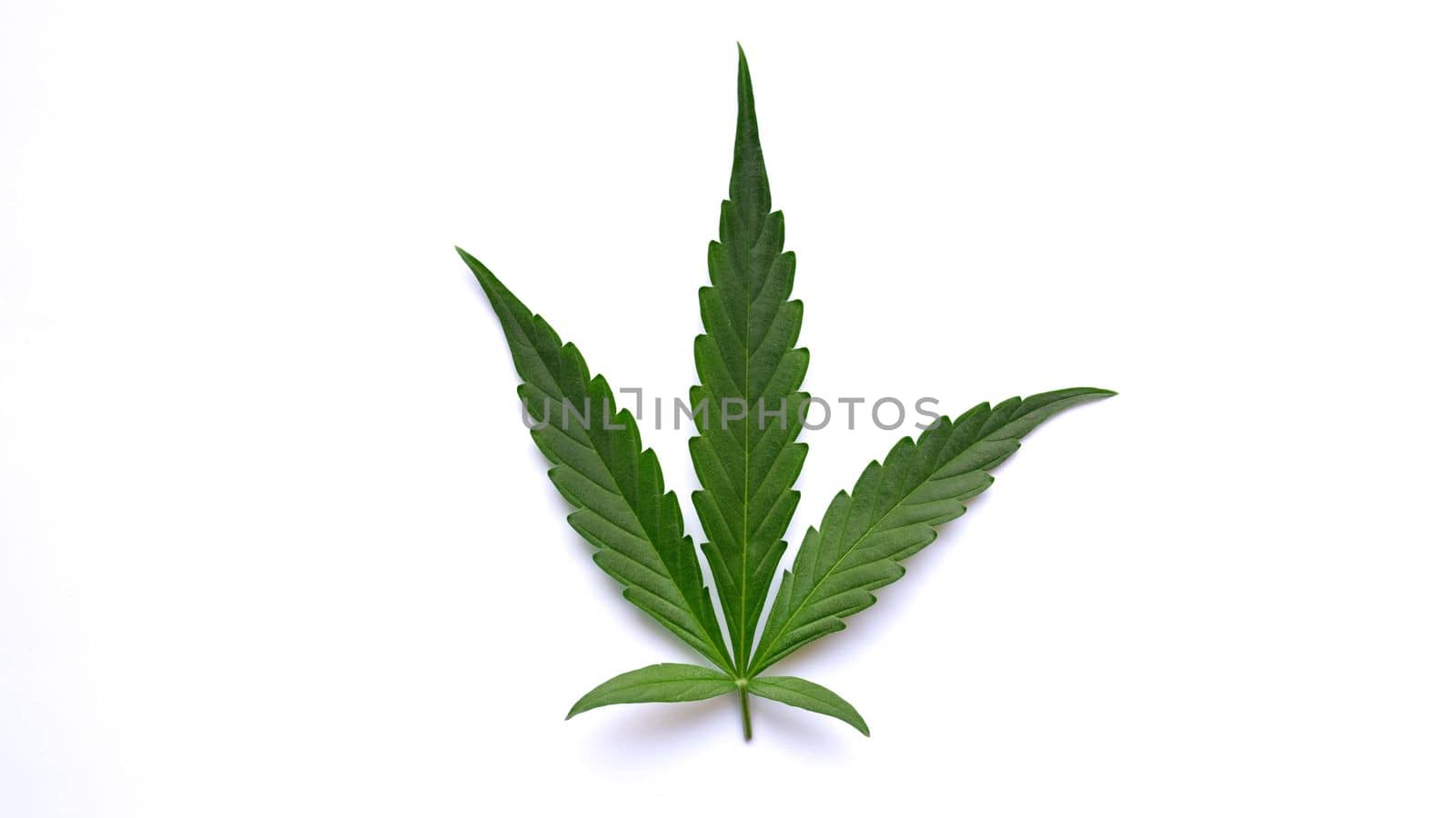 Green leaf of marijuana on white background isolated closeup. Applications of hemp plant in pharmaceutical production concept