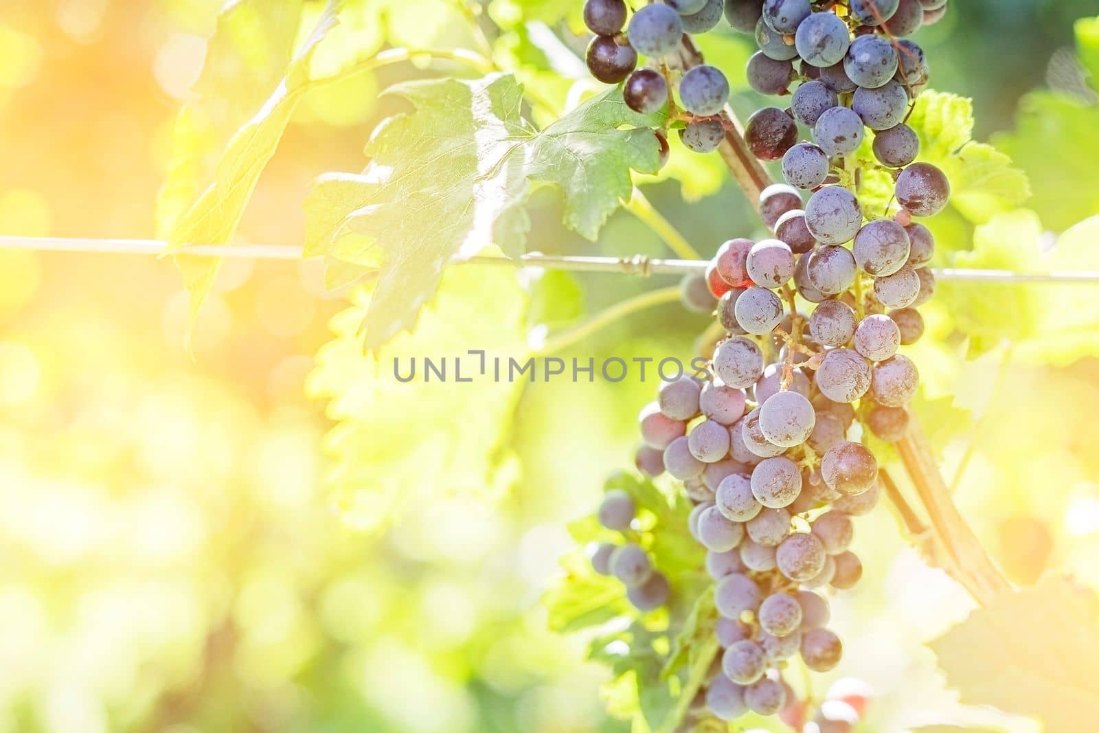 Bunches of red grapes on vine in warm light. Copy space