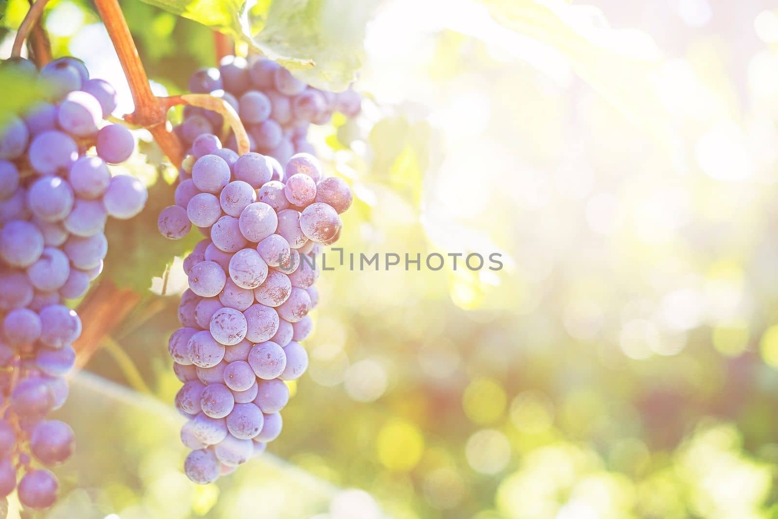 Bunches of red grapes on vine in warm light. Copy space