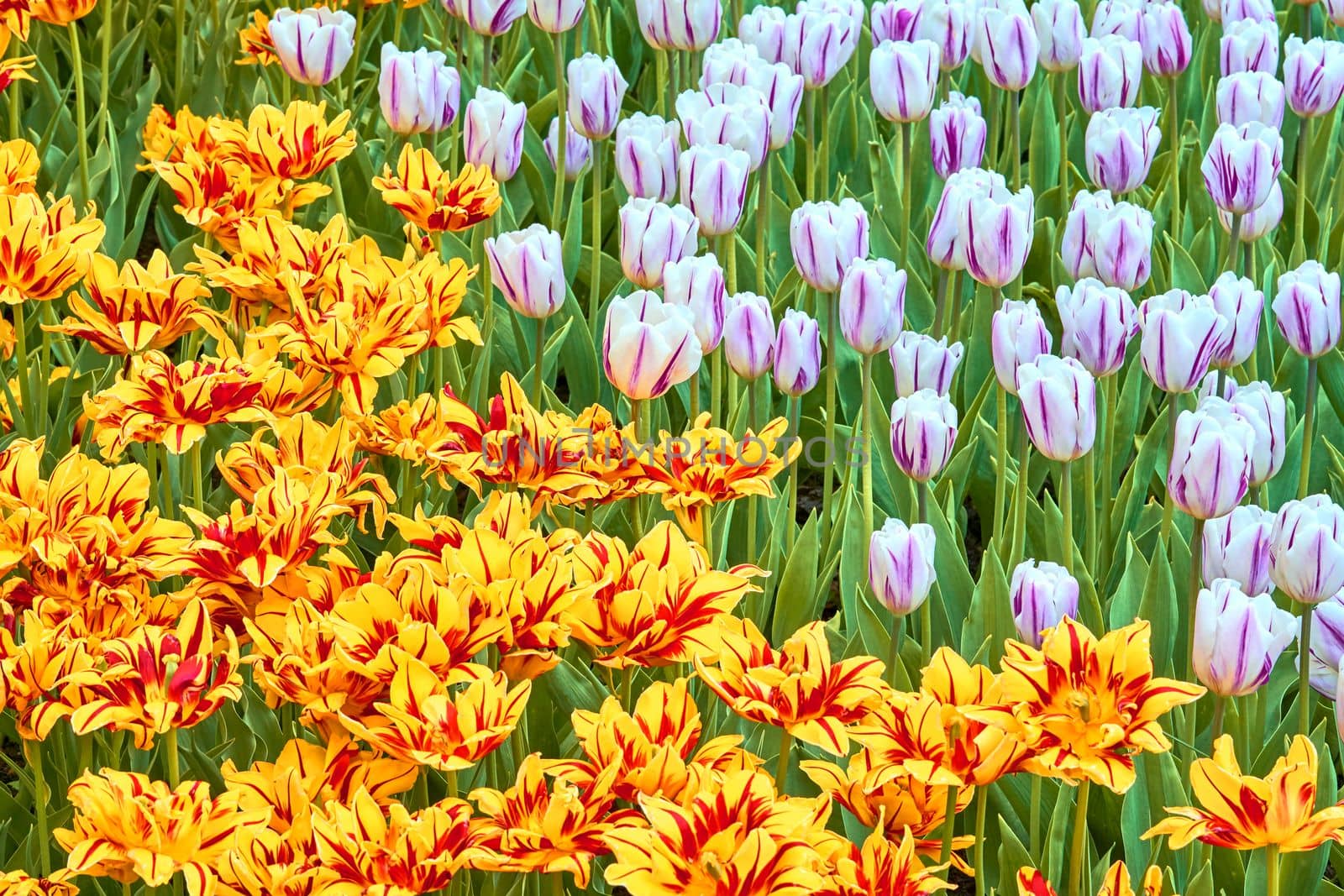 Charming warm green lawn with orange yellow purple pink delicate tulips. by jovani68