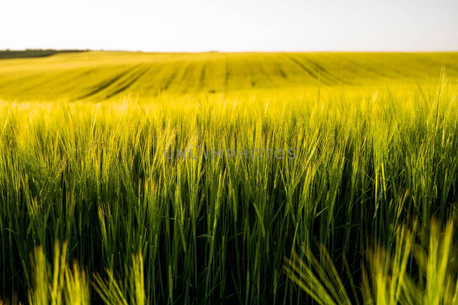 Young sprouts of barley. View on fresh ears of young green barley in spring summer field