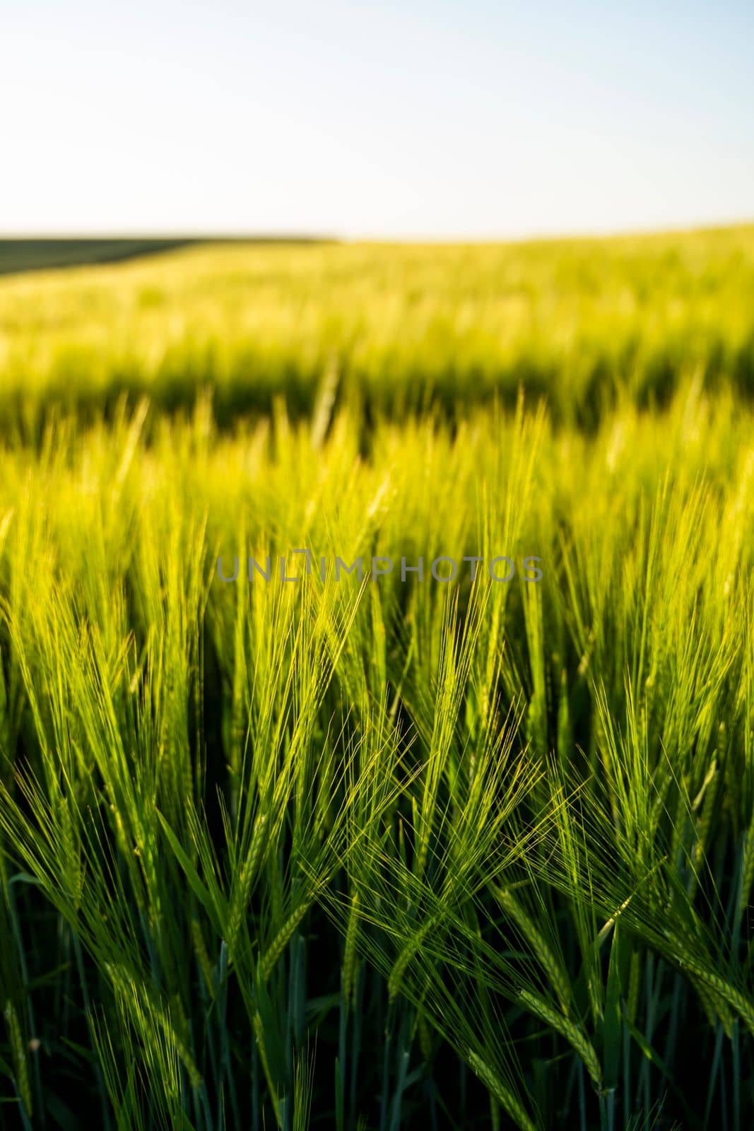 Juicy fresh ears of young green barley on nature in summer field with a blue sky. Green barley field. by vovsht