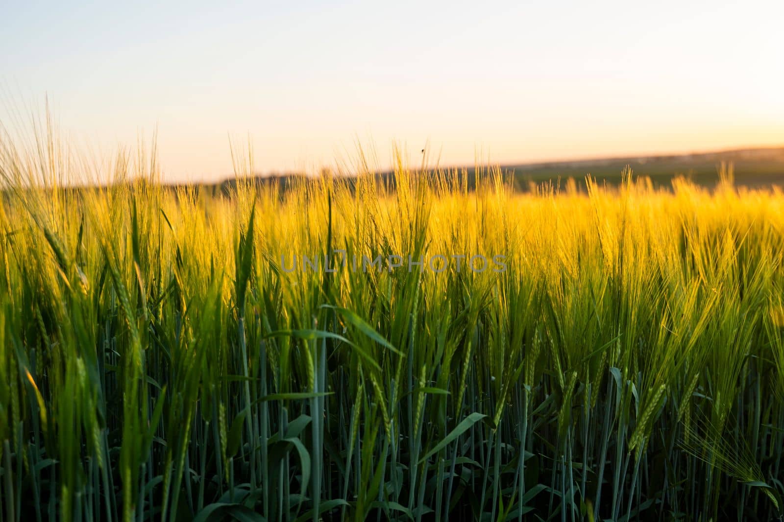 Barleys sprout growing in soil. Close up on sprouting barley