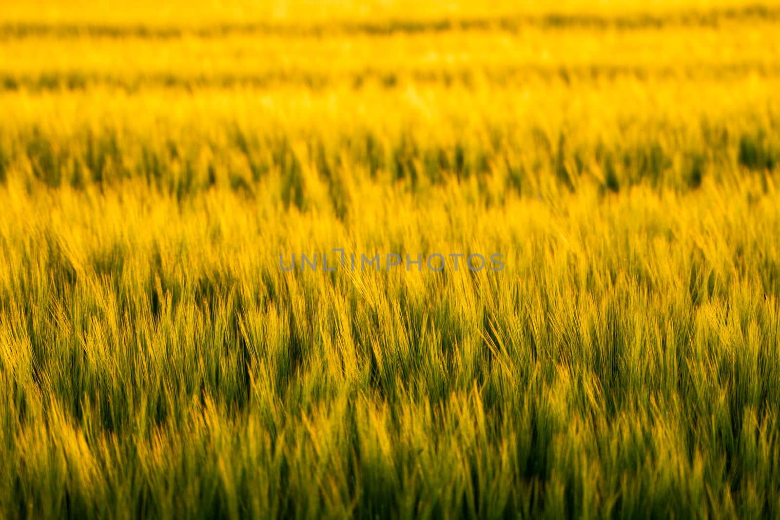 Young green barley growing in agricultural field in spring. Unripe cereals. The concept of agriculture, organic food