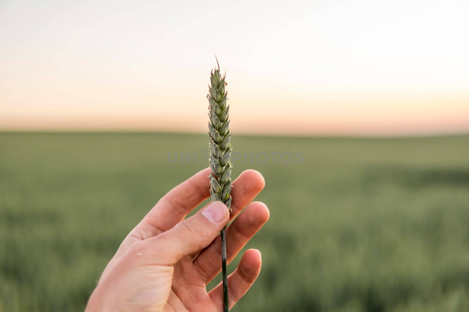 Young green unripe wheat sprout in the hands of a farmer. Wheat seedling on the hand. Farmer checking his crops on an agricultural field. Ripening ears of wheat field