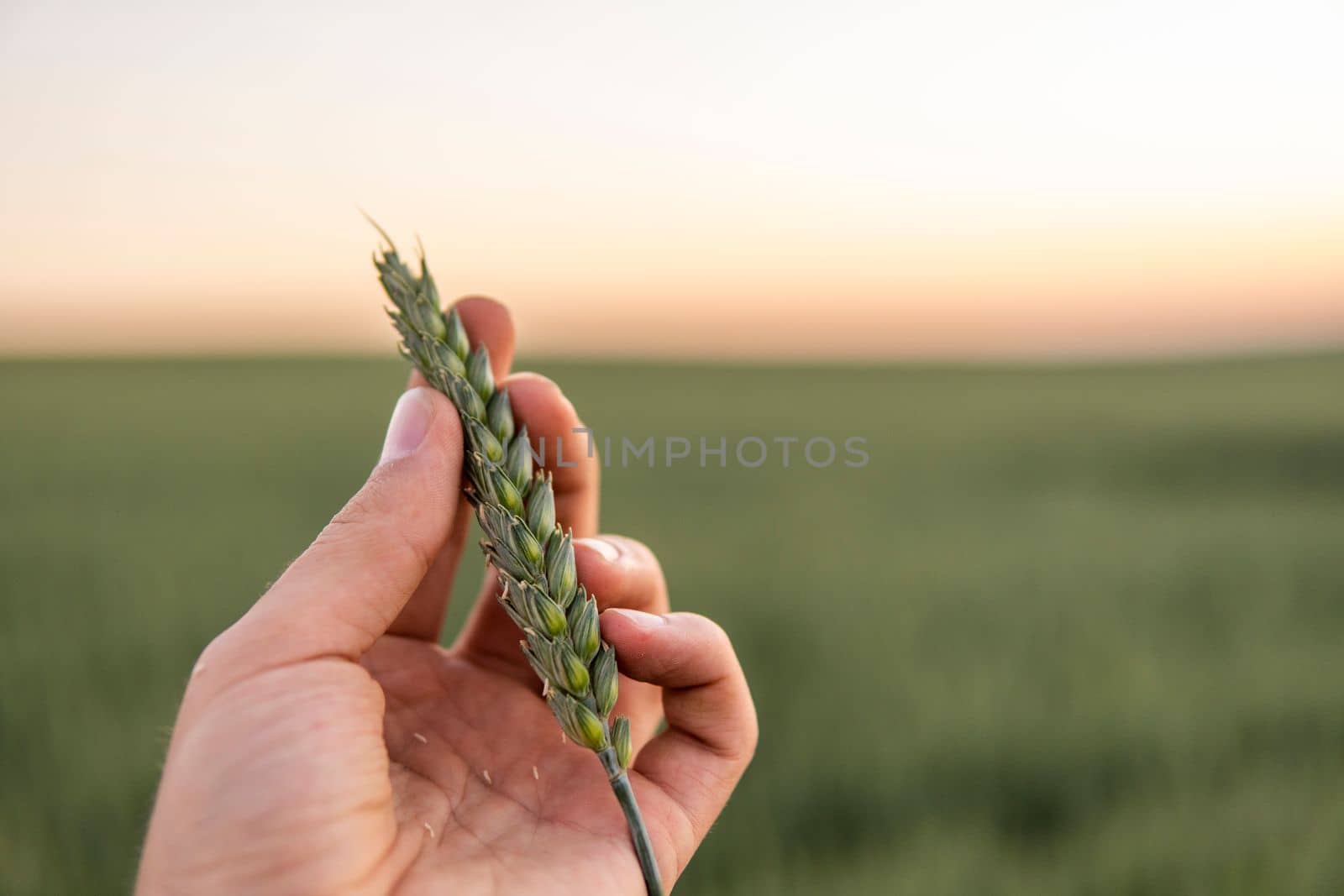 Farmer checking his crops on an agricultural field. Ripening ears of wheat field