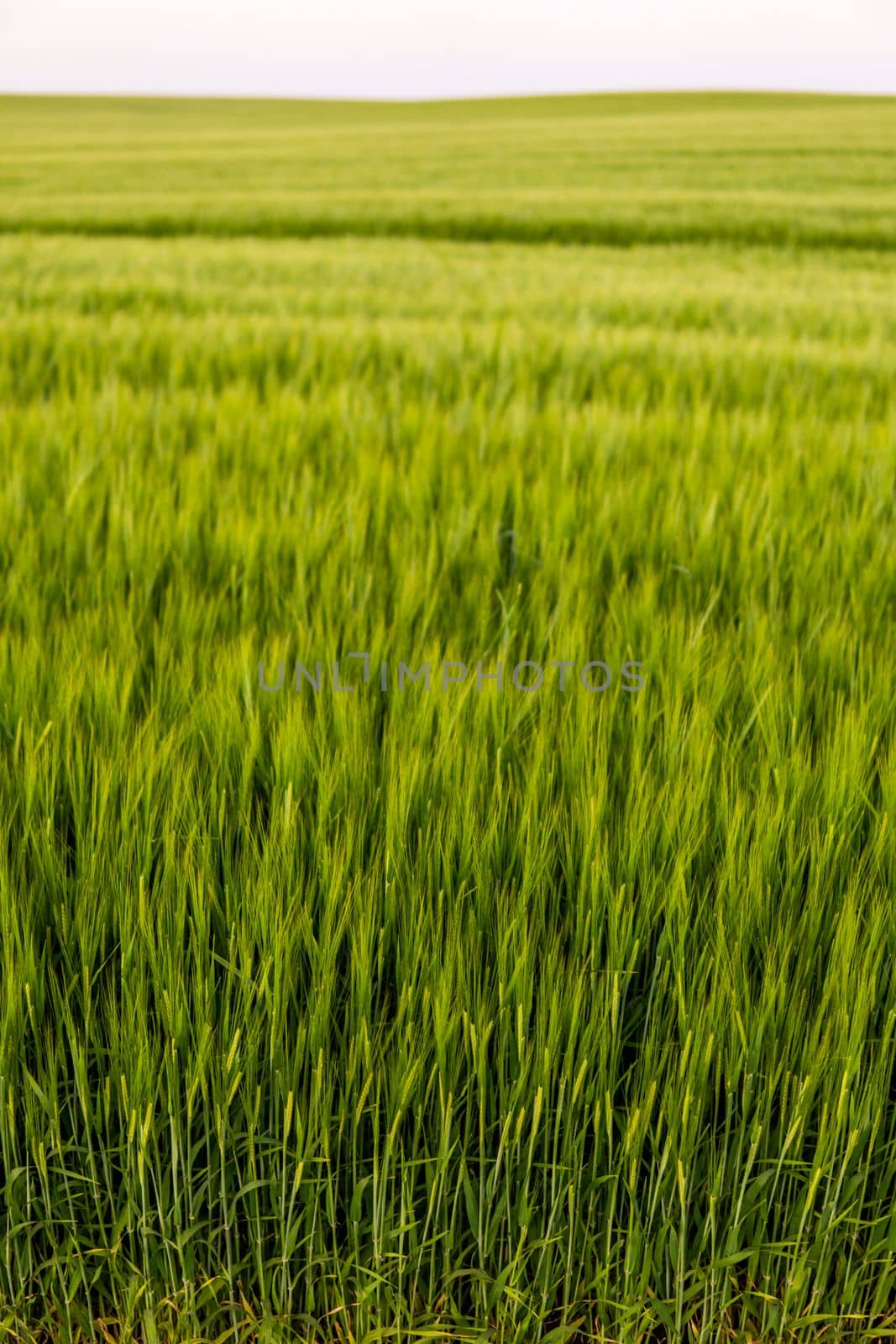 Barley growing in agricultural field in spring. Unripe cereals