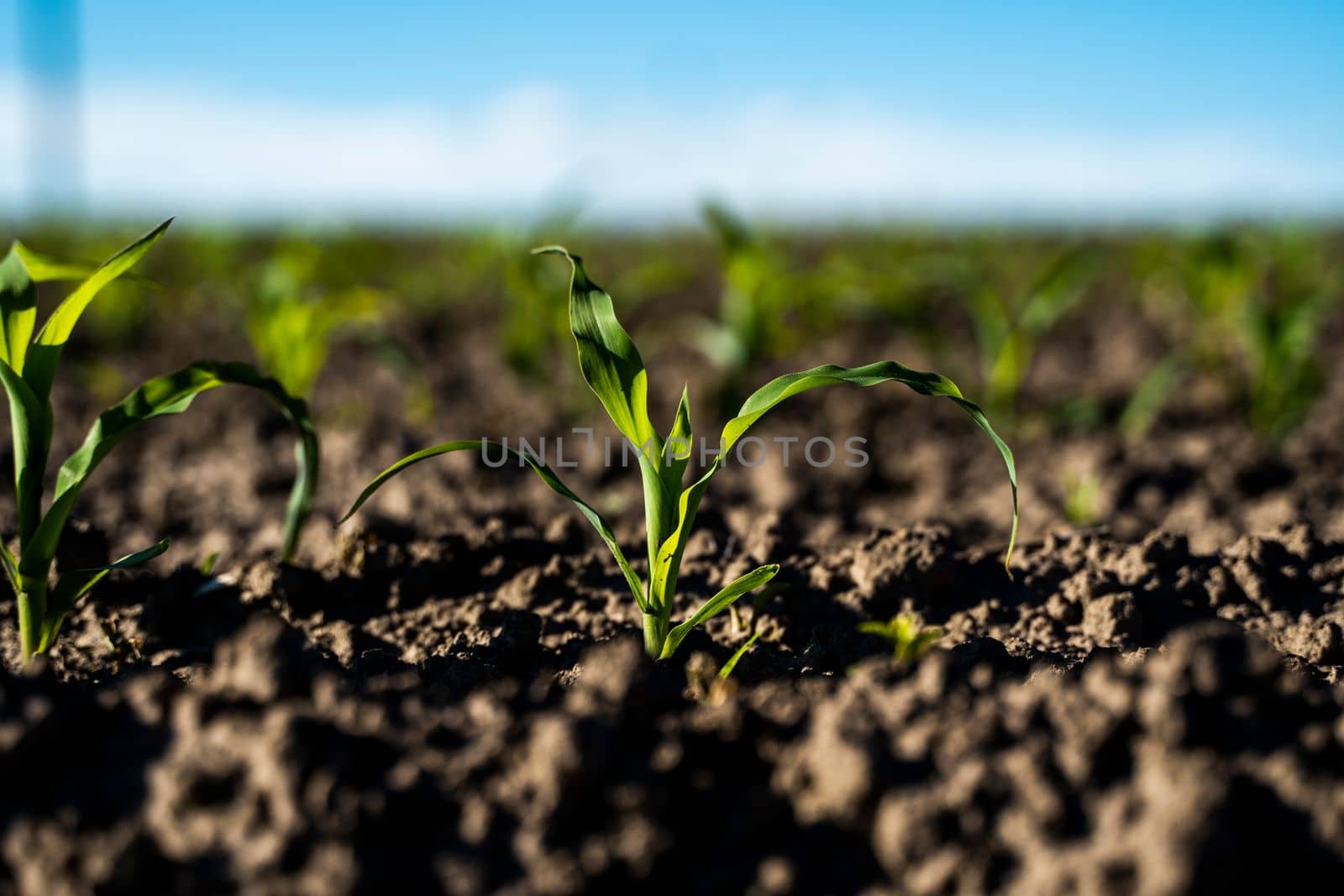 Close up macro shot of young corn sprouts growing in a soil on agricultural field