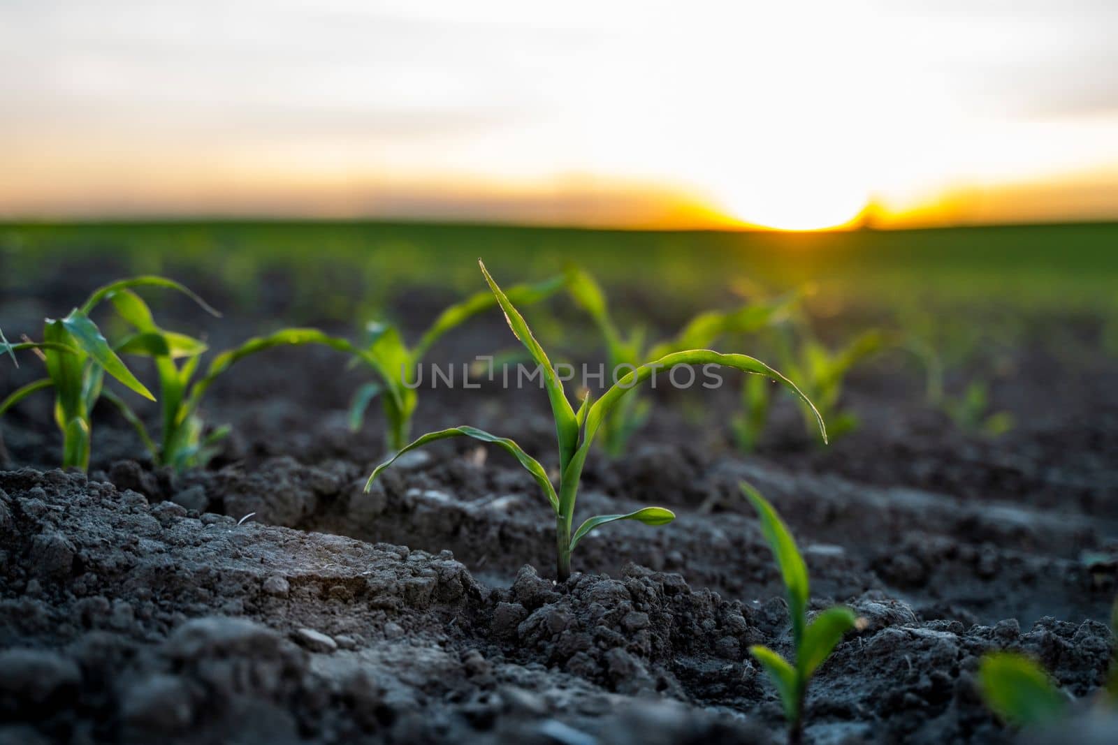 Rows of young corn sprouts growing in a soil on agricultural field