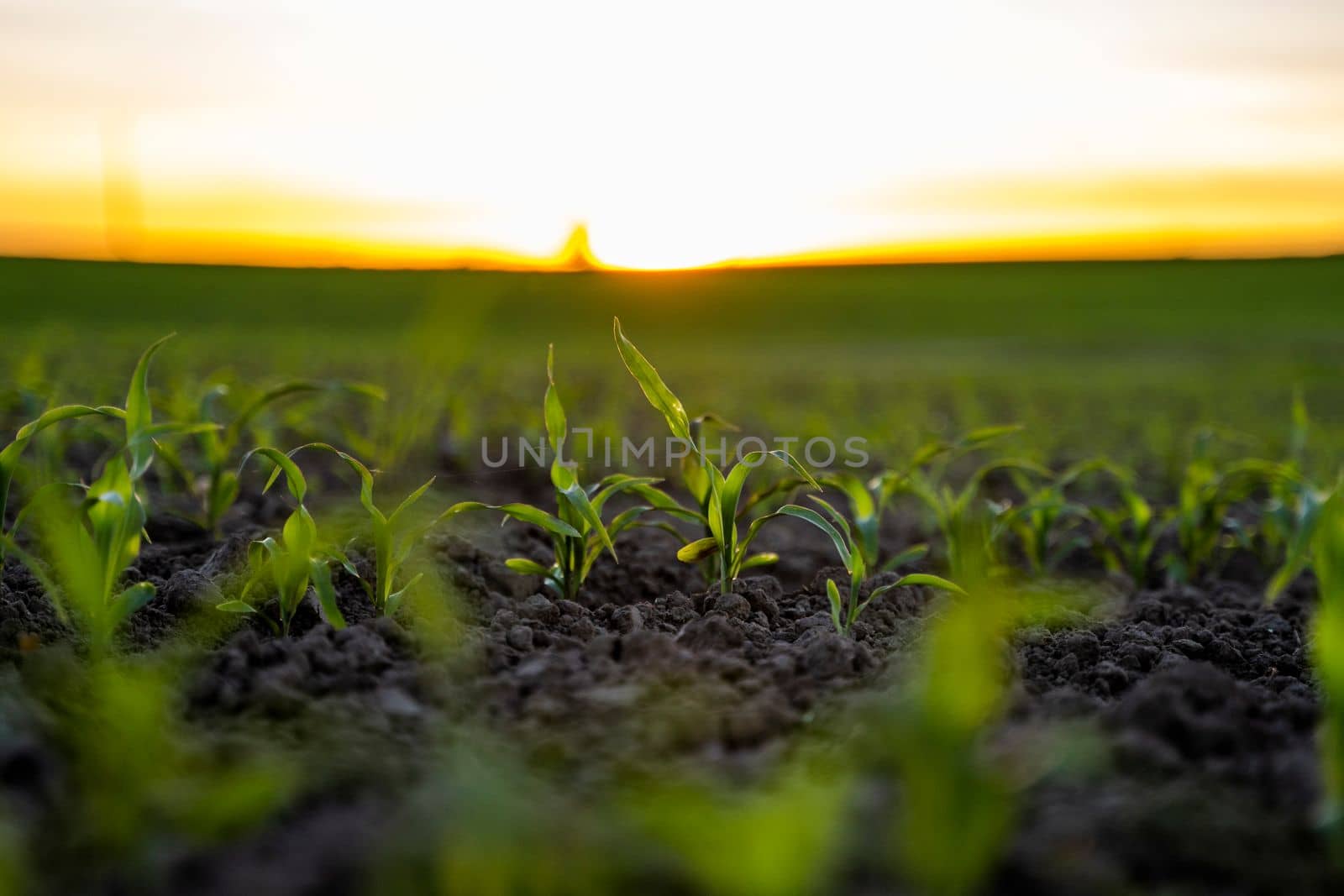 Maize seedling on the agricultural field. Agriculture, healthy eating, organic food, growing, cornfield, corn field