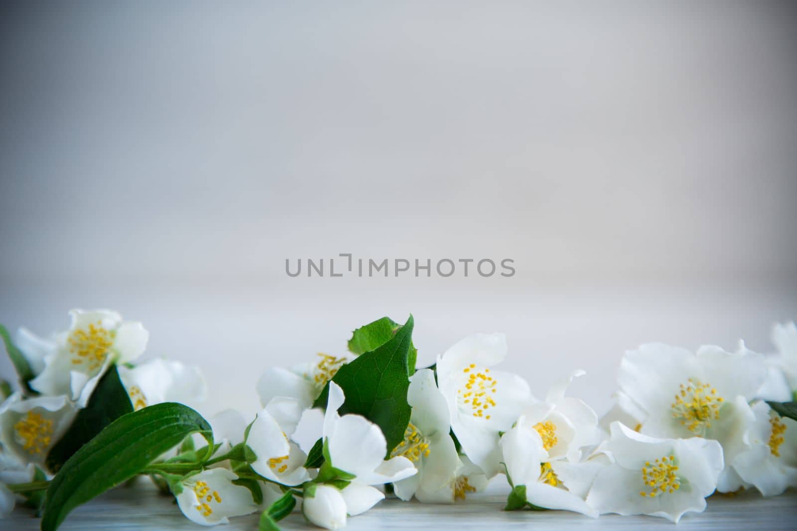 Wooden background with blooming white jasmine and empty space by Rawlik