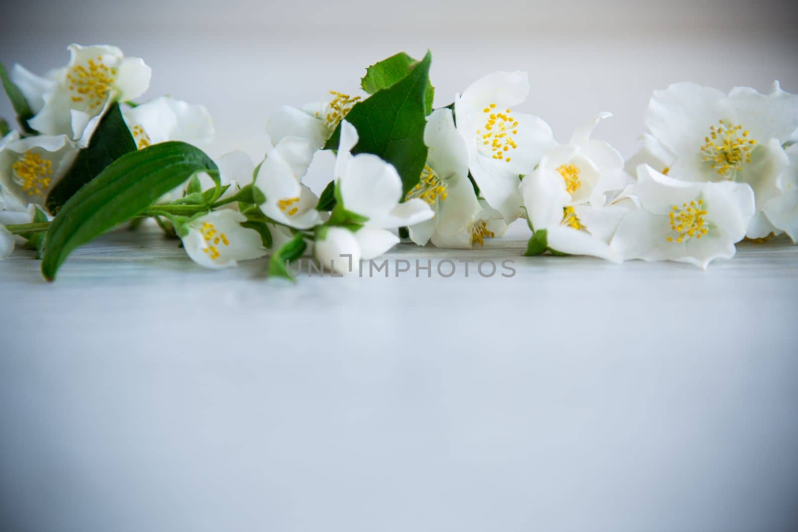 Wooden background with blooming beautiful white jasmine and empty space