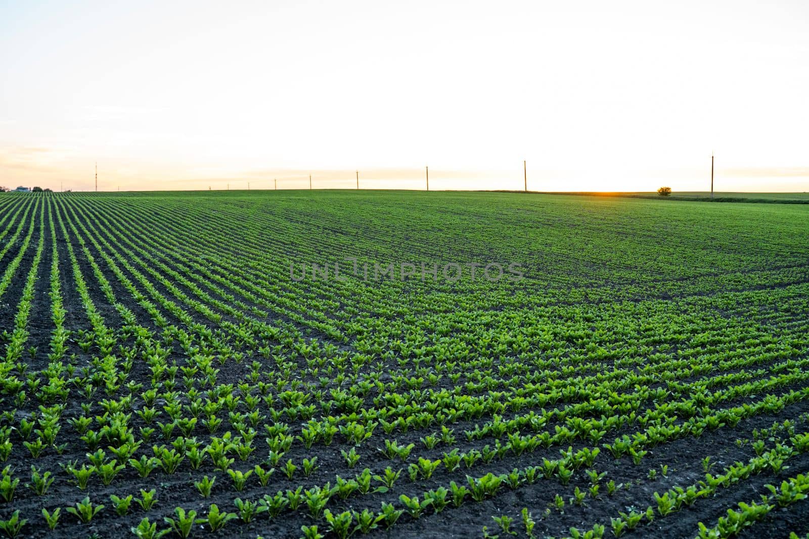 Rows of young beetroot sprouts growing in a soil on agricultural field