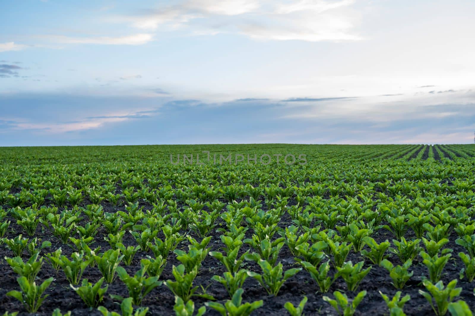 Beet root sprouts. Beetroot seedling in fertile soil on the agricultural field with blue sky. Agriculture, healthy eating, organic food, growing, cornfield