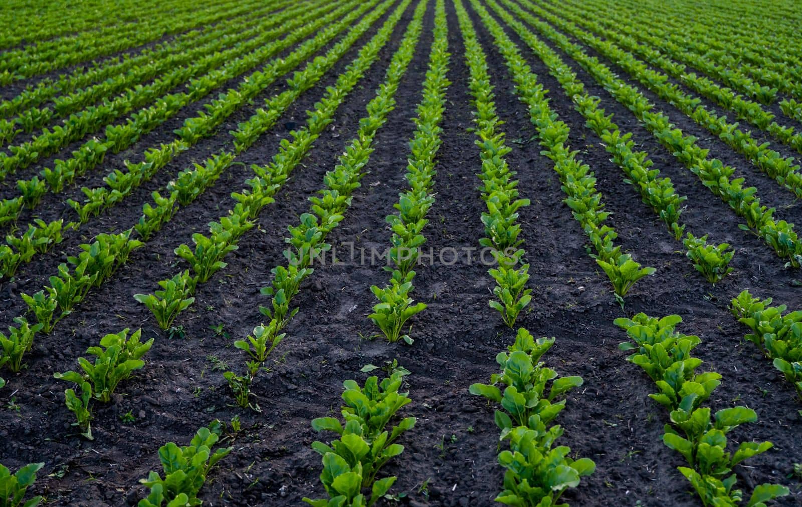 A small sprouts of beet roots, beetroot plants in soil. Young beet leaves, green sprout. Beetroots seedlings in field, agriculture