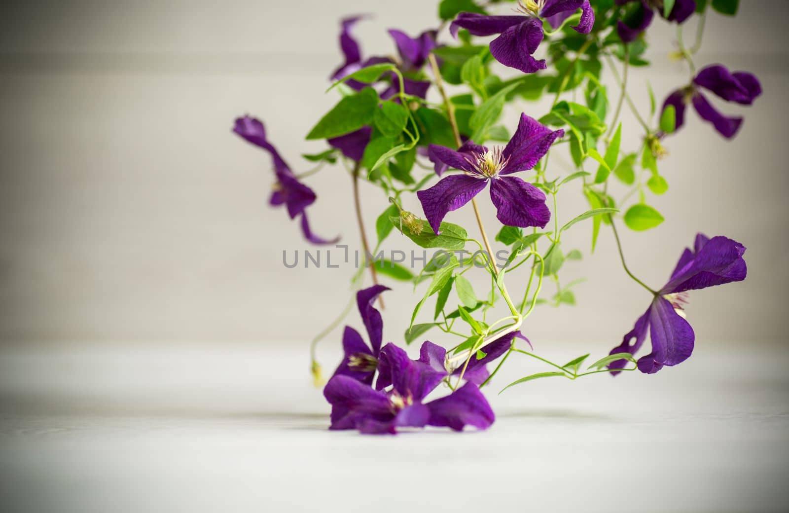 beautiful blooming clematis on a light blurred background