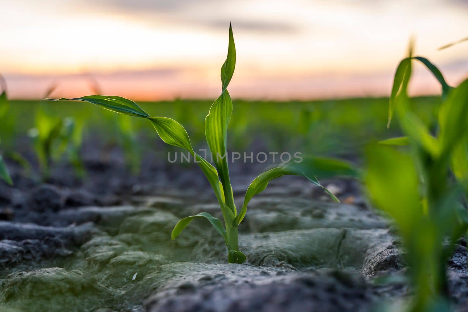 Corn sprouts. Maize seedling in fertile soil on the agricultural field with blue sky. Agriculture, healthy eating, organic food, growing, cornfield