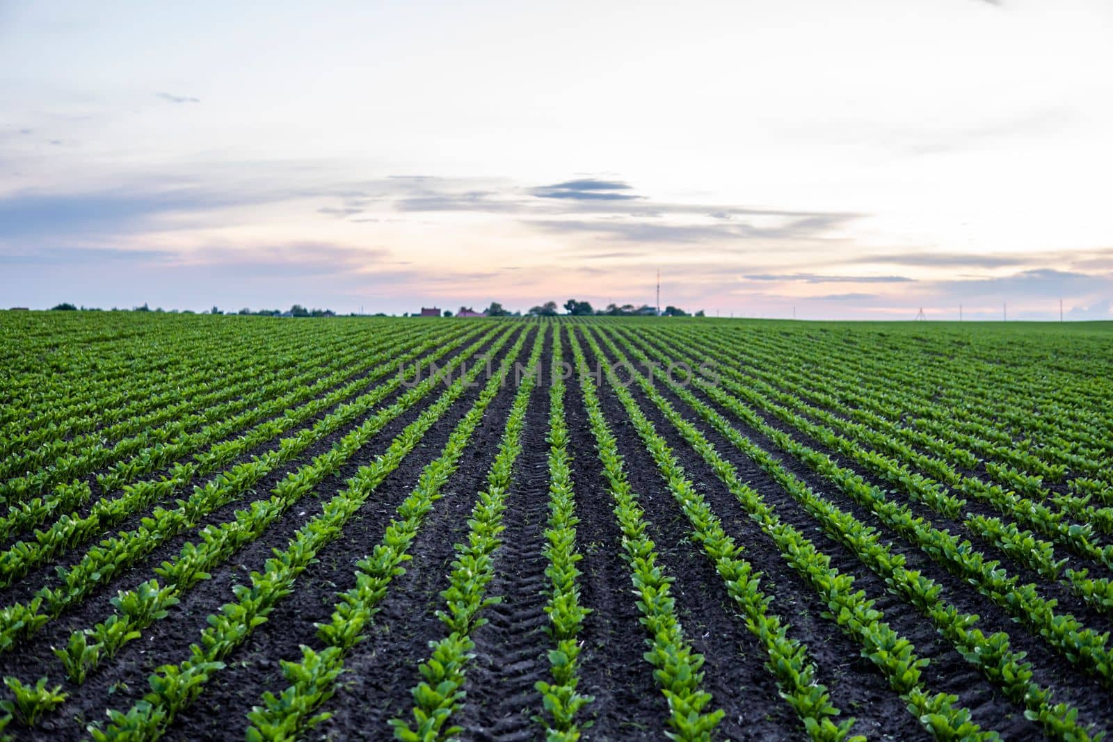 Straight Rows of beetroot sprouts beginning to grow on a farmers field. Agriculture, healthy eating, organic food, growing, cornfield