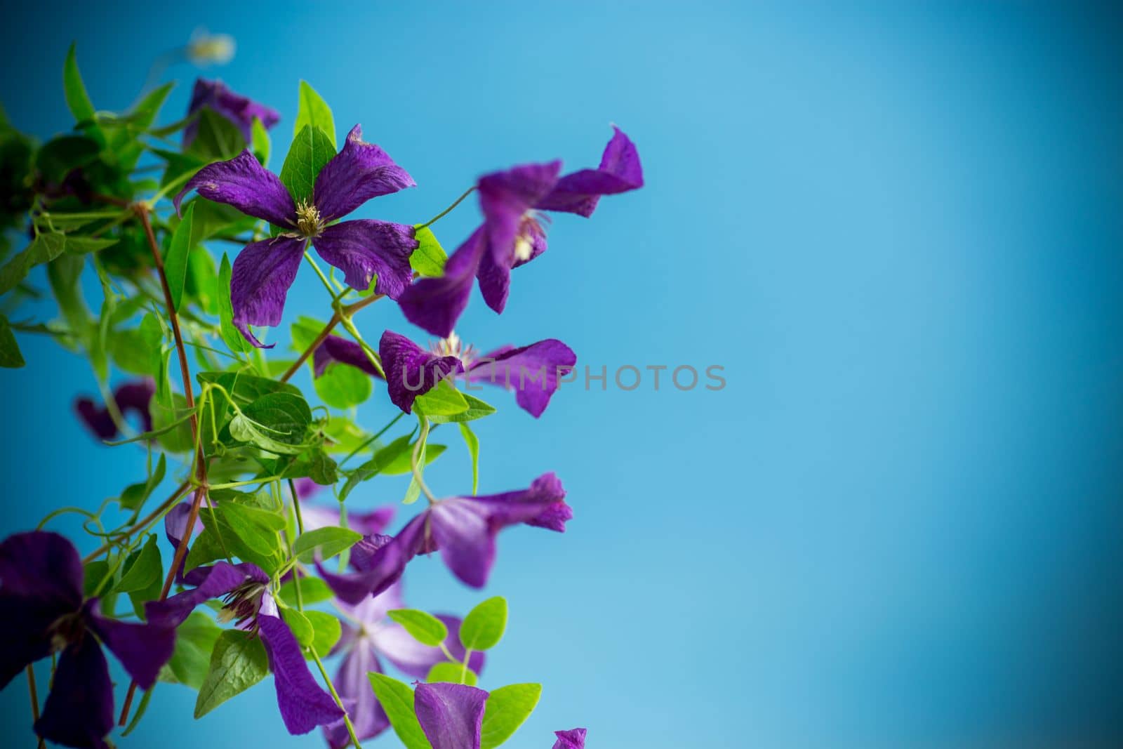 beautiful blooming clematis isolated on a blue background