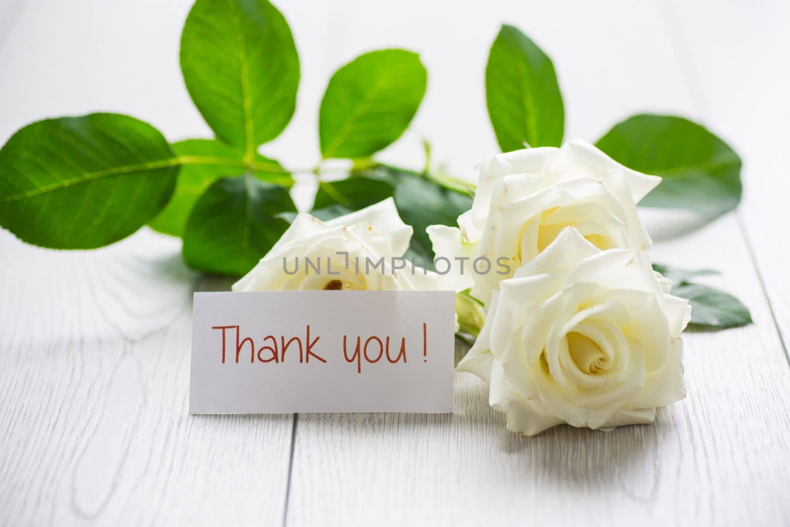 beautiful background of many white roses on a light wooden