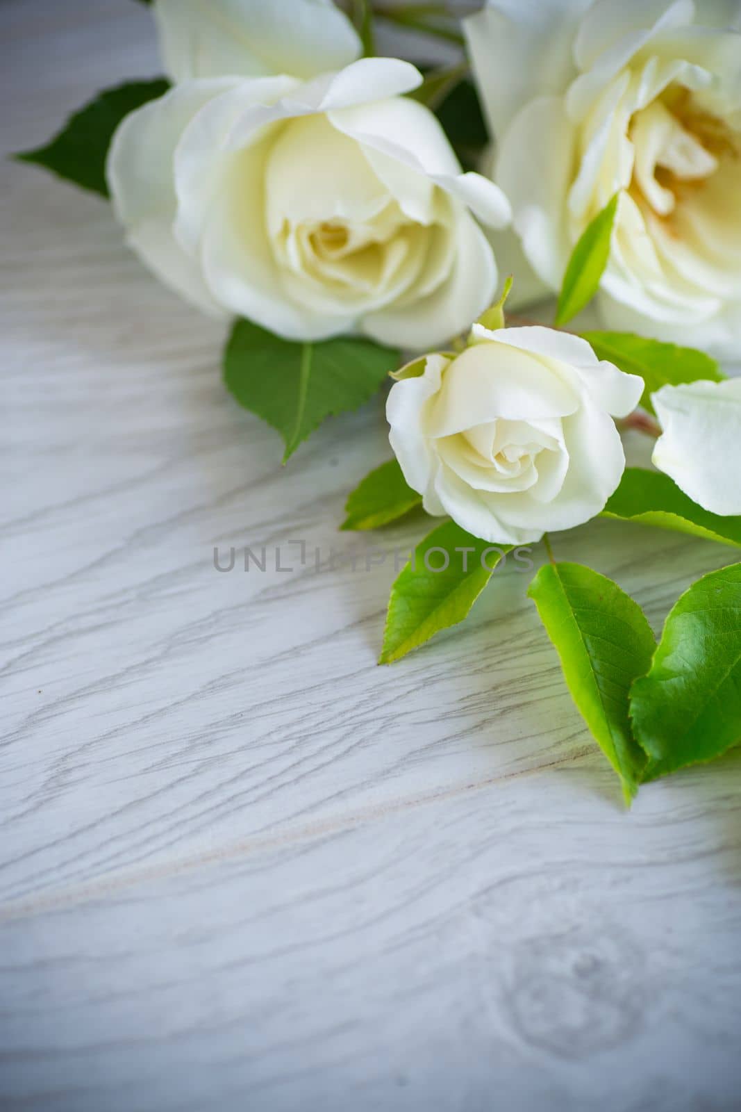 beautiful white summer roses, on a wooden table by Rawlik