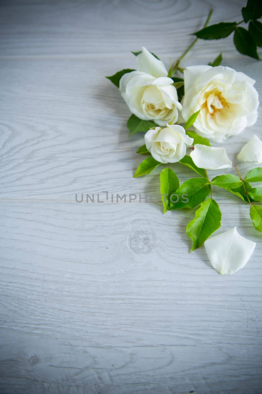 small bouquet of beautiful white summer roses, on a wooden table