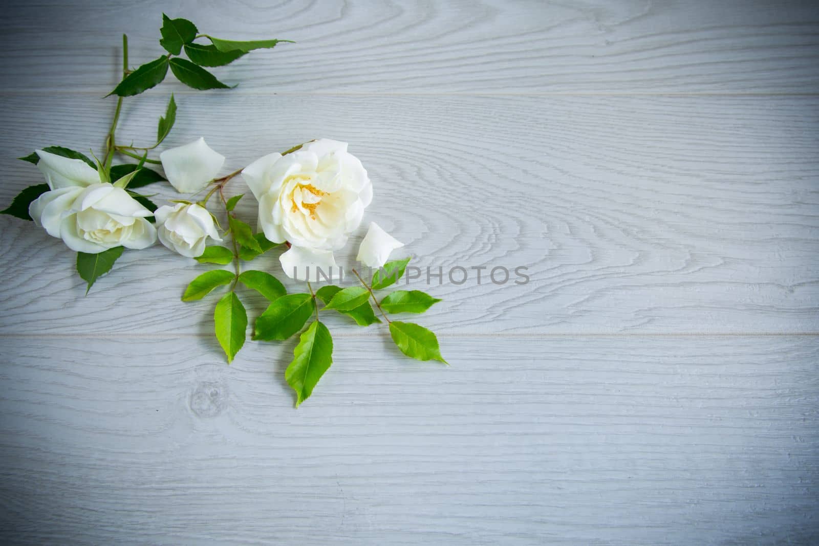 small bouquet of beautiful white summer roses, on a wooden table