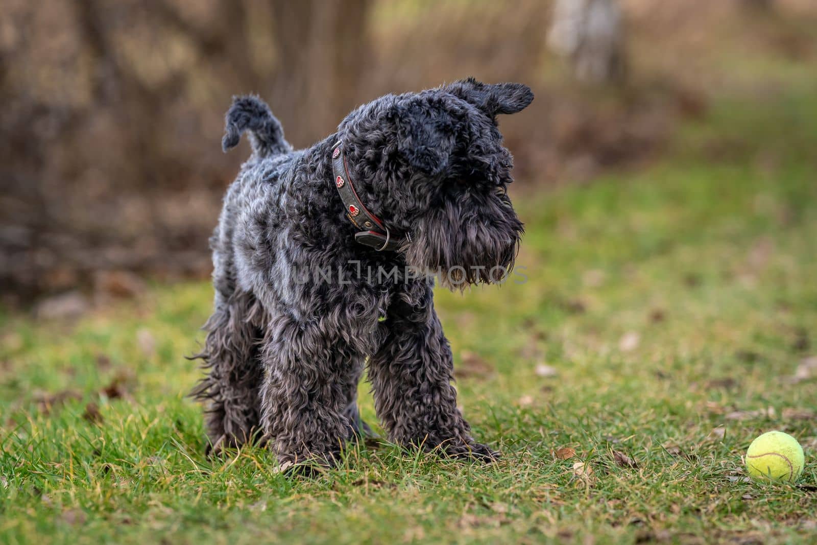 a dog with a tennis ball plays in the meadow, little black schnauzer. High quality photo