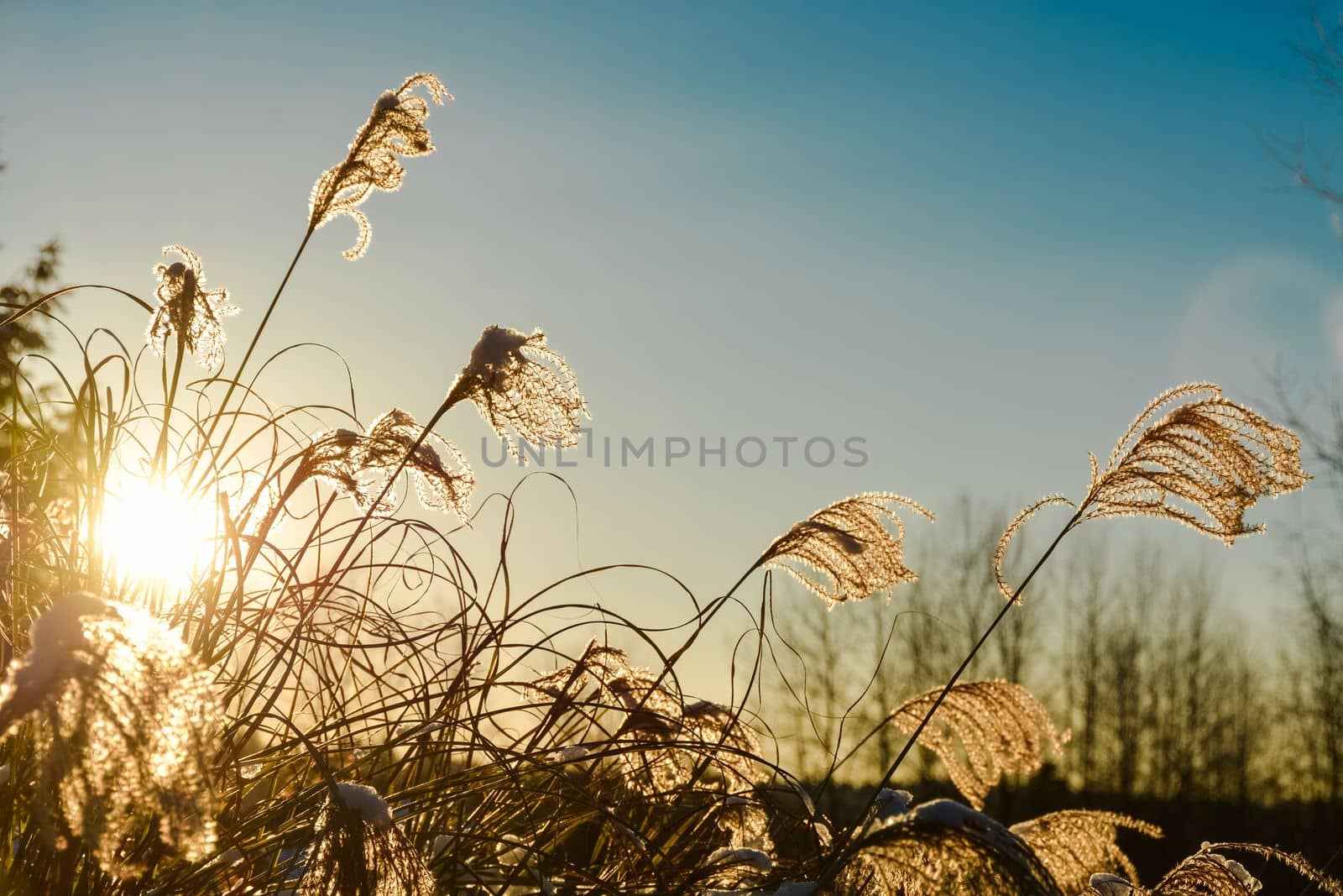 Winter time sunset shine through dried grass.