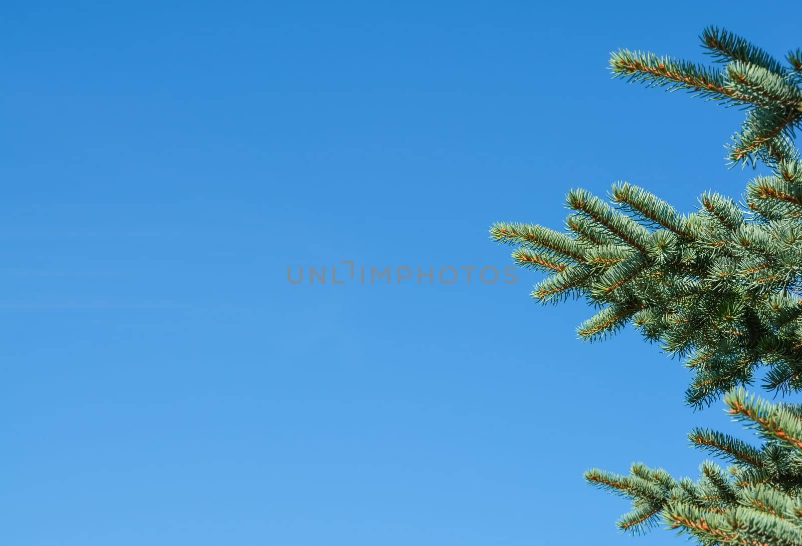 Pine tree branches on blue sky background.