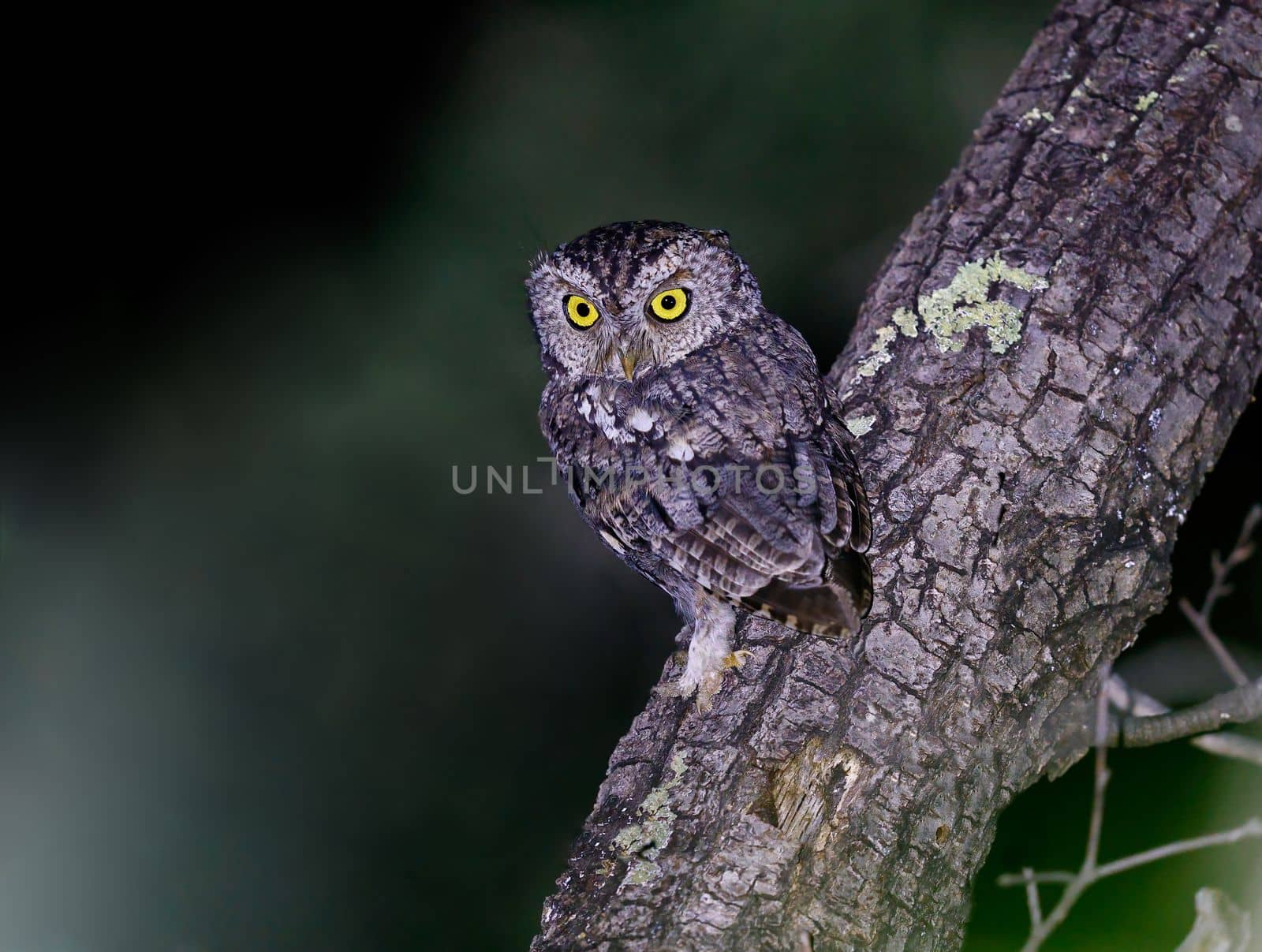 Whiskered screech owl perched on a tree at night in Arizona