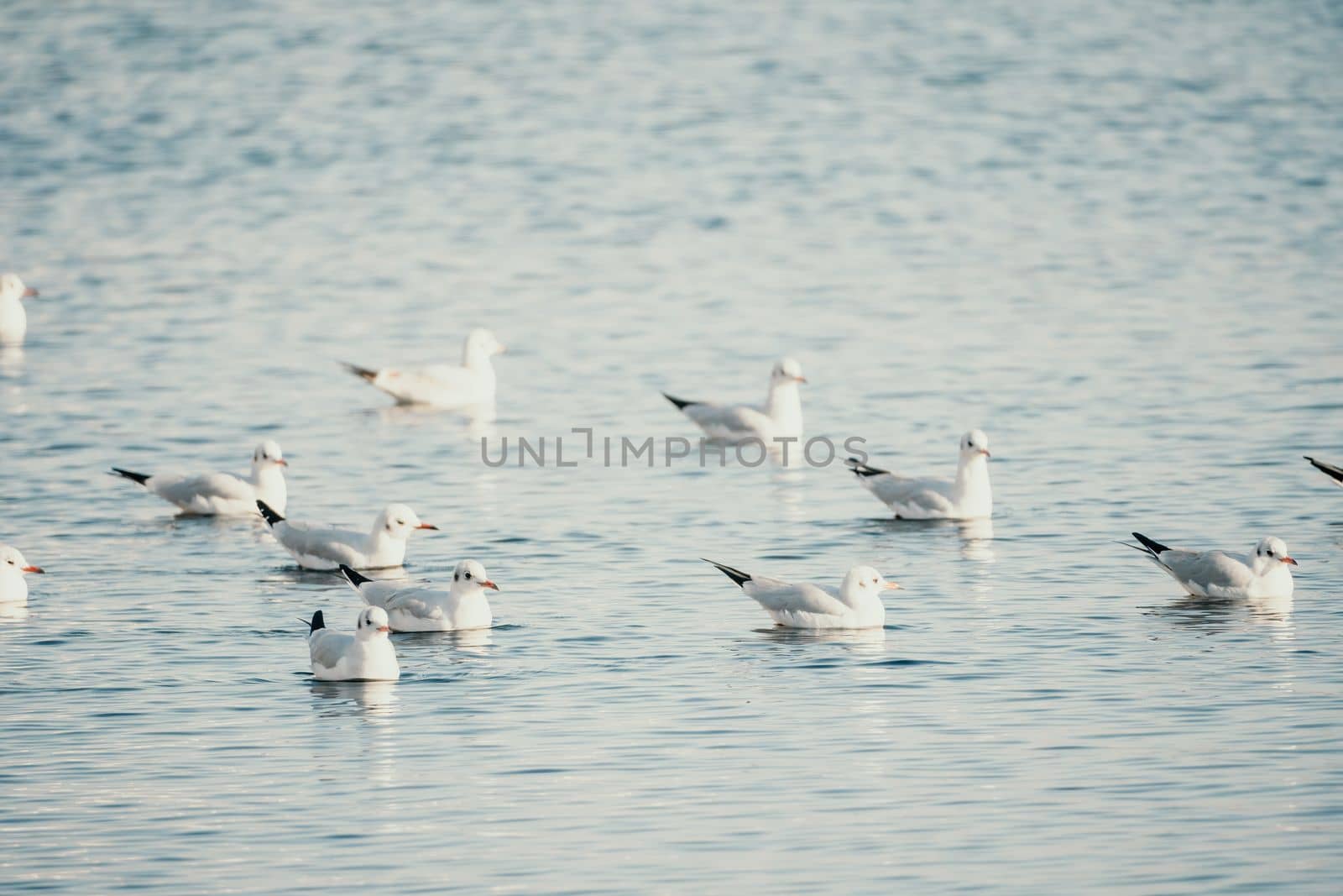 Seagulls flying in sunset sky. A flock of the seagull birds flies under a dark sky after sunset, over the sea along the rocky coast. Freedom concept