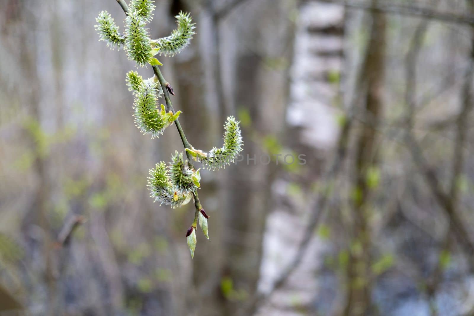 Young twigs of flowering willow in the forest. Selective focus.