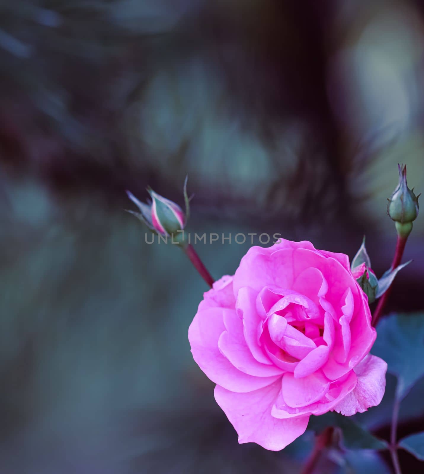 Soft pink rose and buds on dark background. Perfect for greeting cards