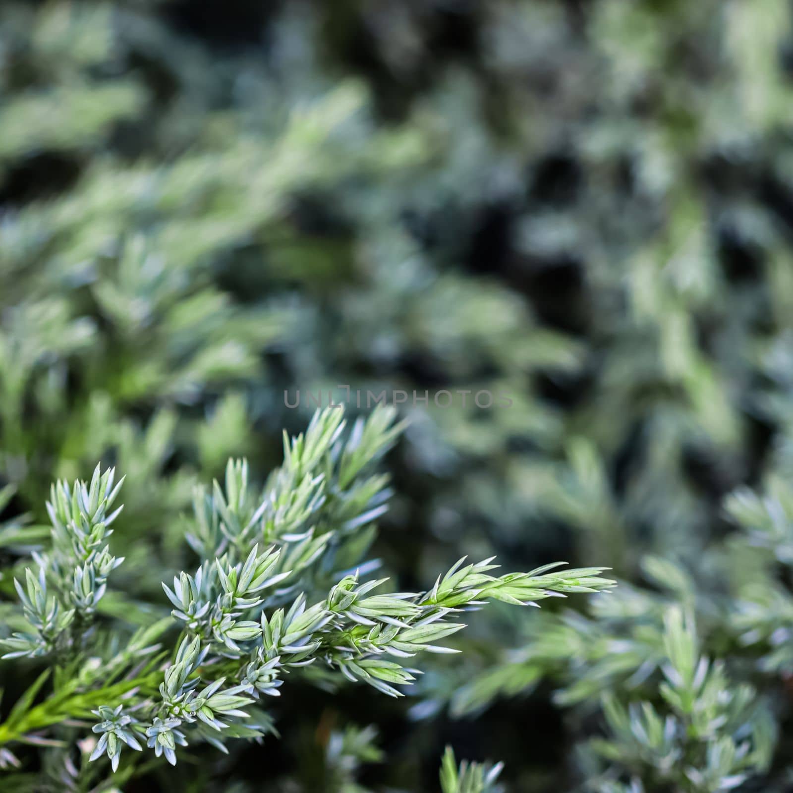 Background of blue evergreen conifer branches of Juniperus squamata Blue Carpet in the garden