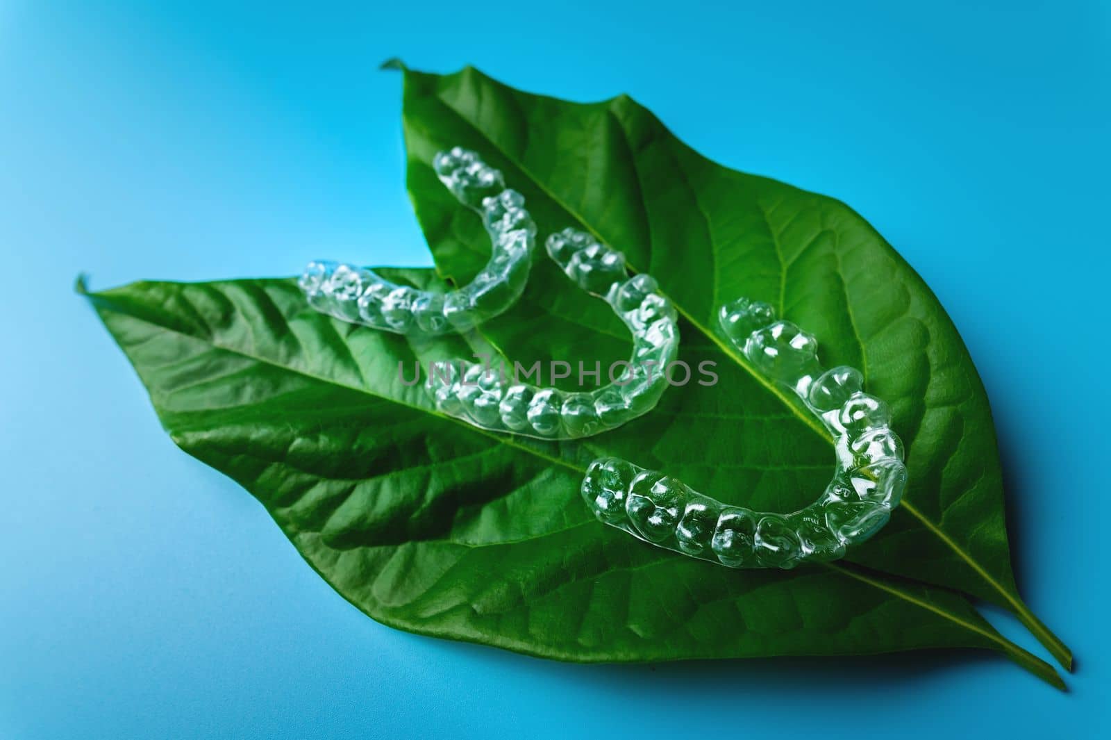 Invisible plastic braces three pieces lie on a green succulent leaf from a flower on a blue background, studio shot by yanik88