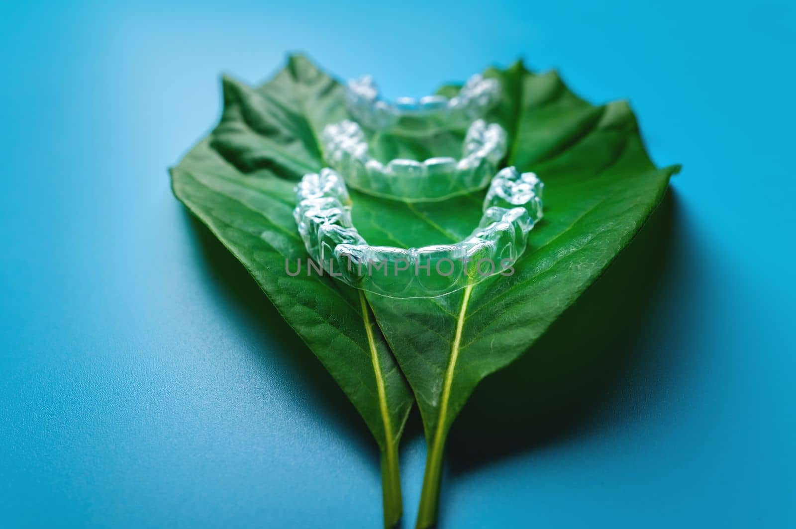 Invisible plastic braces three pieces lie on a green succulent leaf from a flower on a blue background, studio shot.