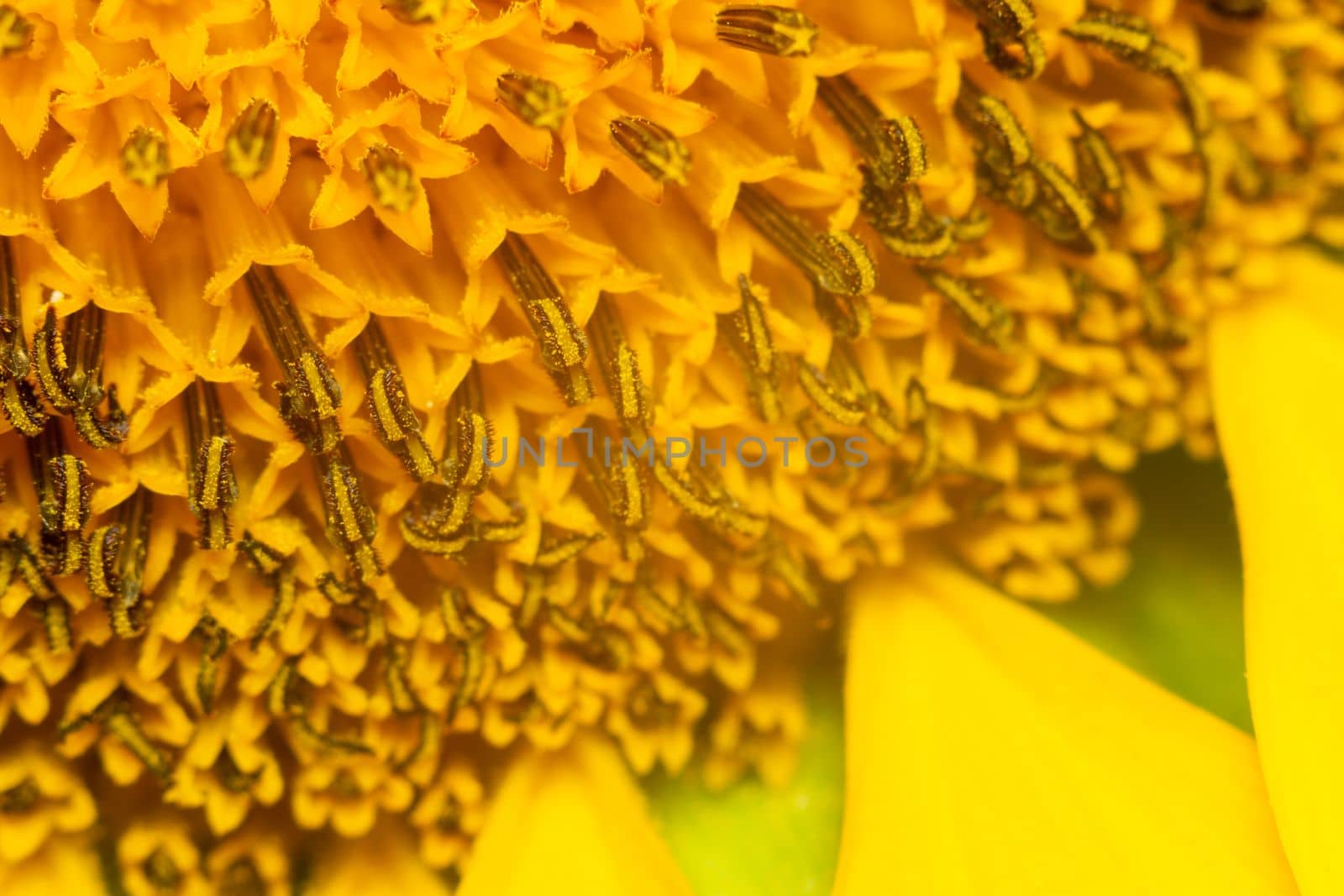 Pollen on a sunflower plant, macro photography of the texture of abstract nature and organic background. The sunflower is in bloom.