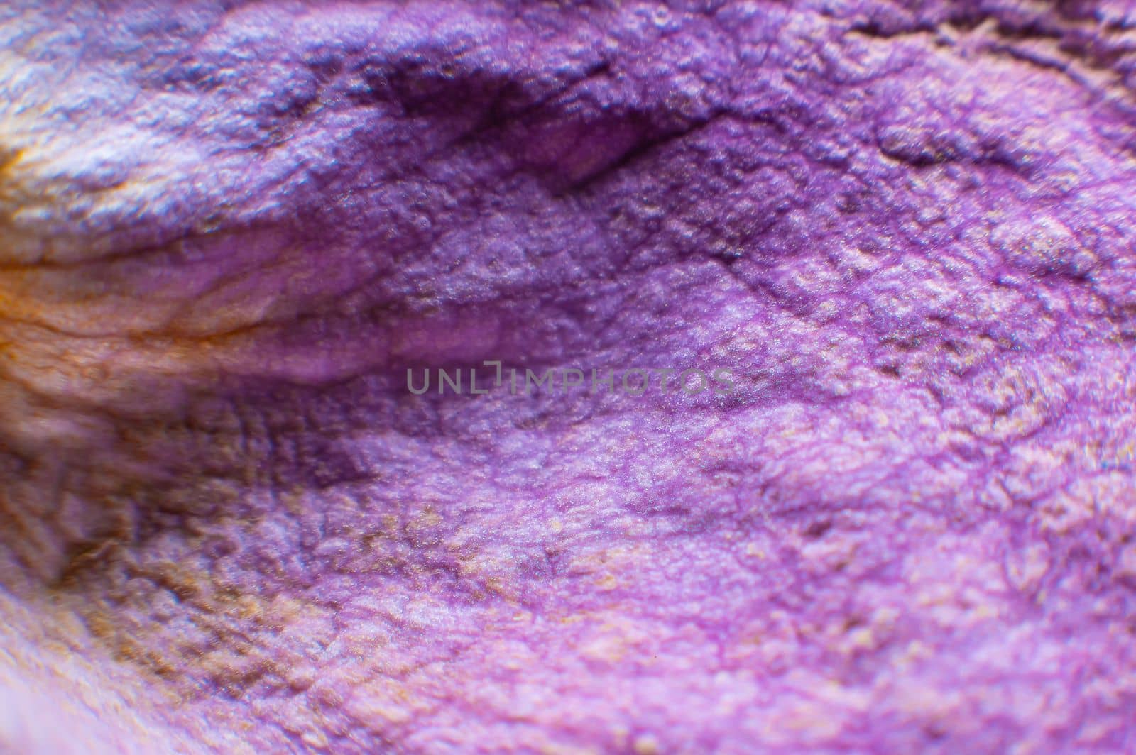 withered rose petal macro close-up, abstract background.