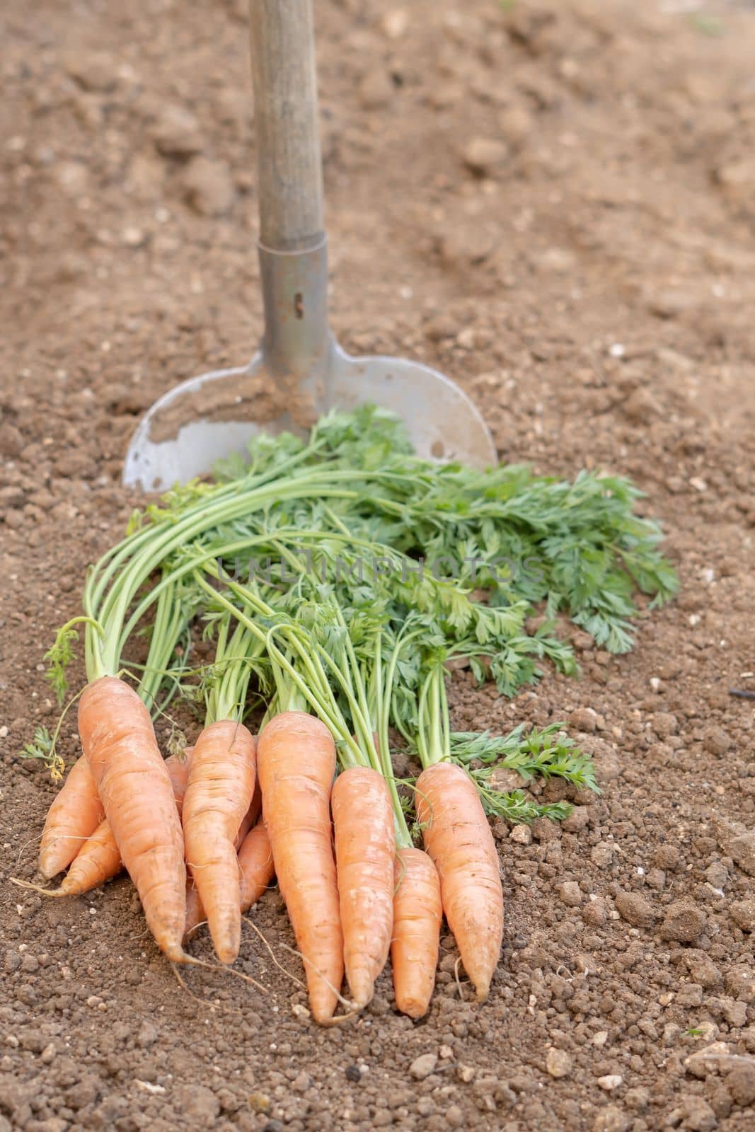 bunch of carrots with a shovel in the background in an organic vegetable garden