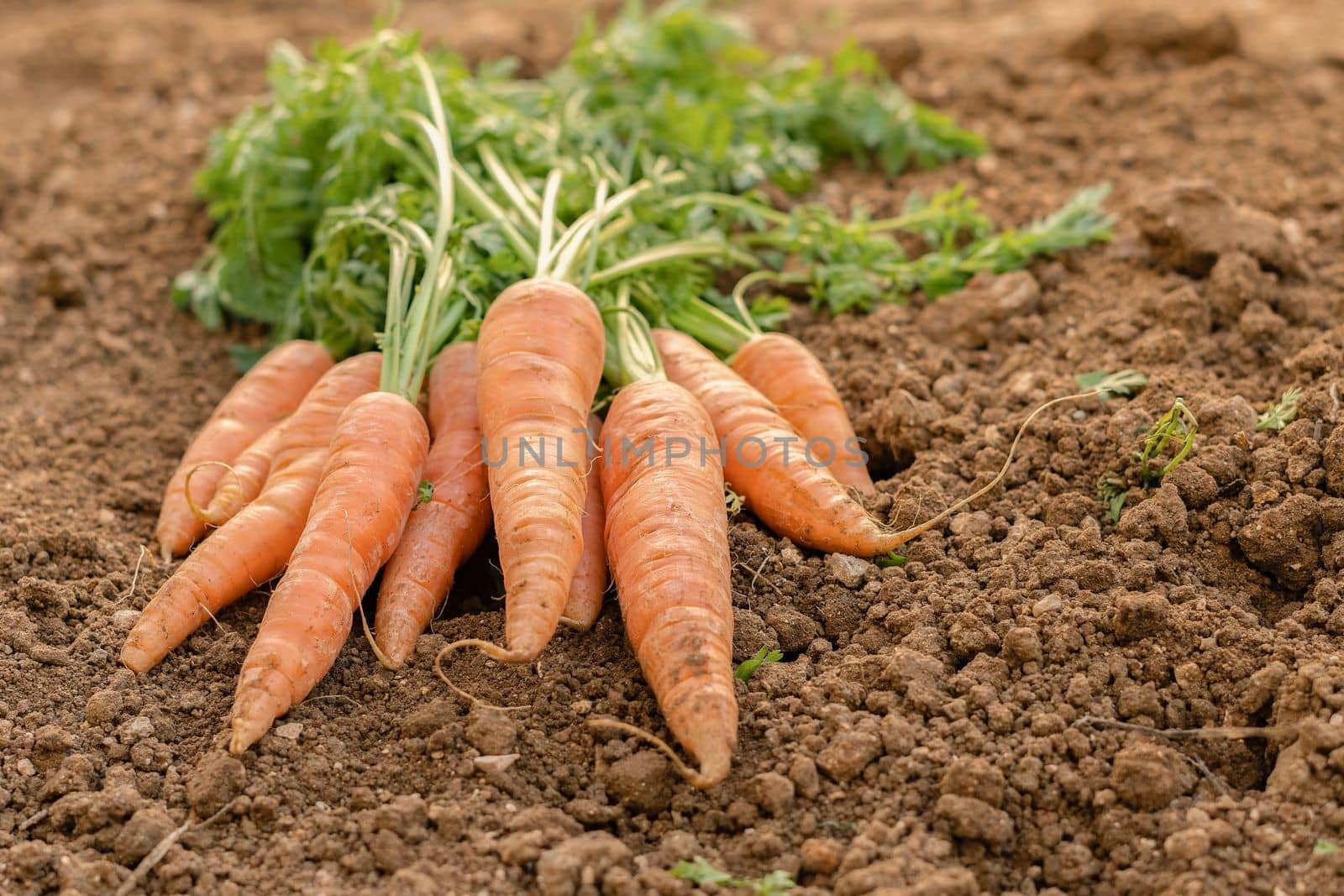 bundle of carrots with a shovel at the bottom by joseantona