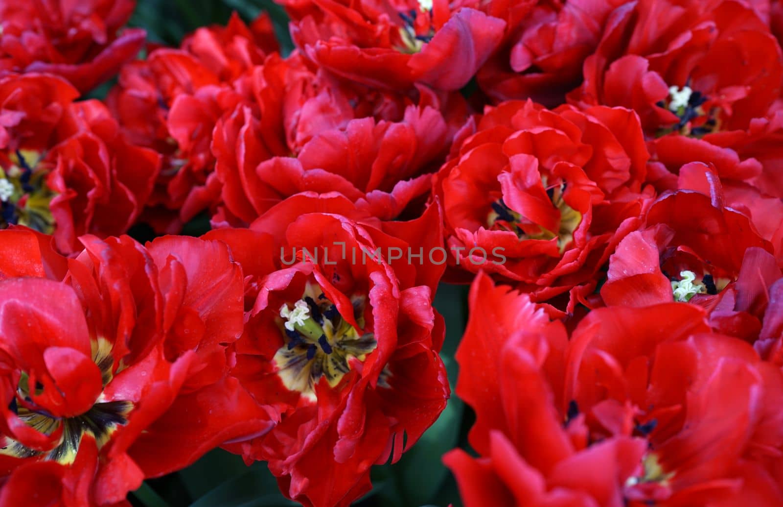 Double tulips at the end of their blooming period. Red  springtime background