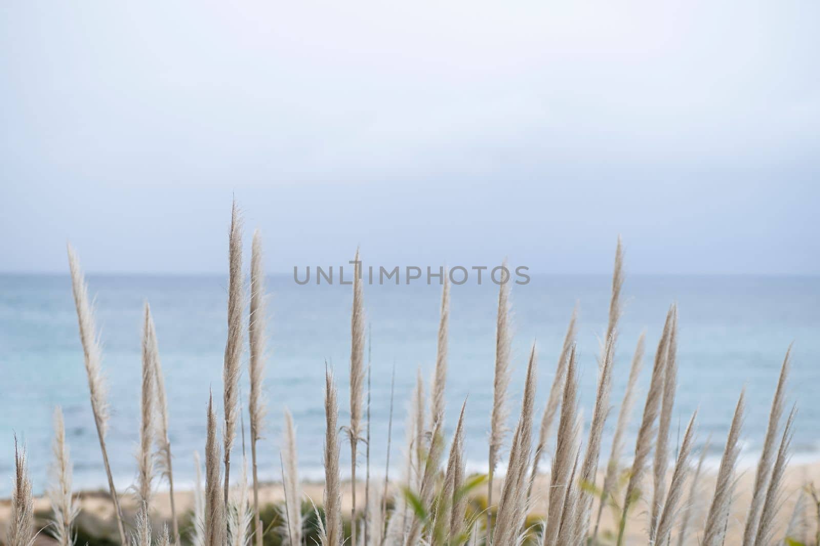 Sky and ocean beach scene with fluffy heads of pampas grass in foreground. Marine view