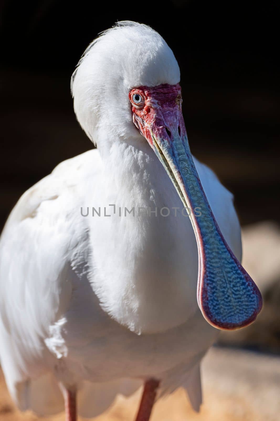 African spoonbill in sunlight on blurry background by gcm