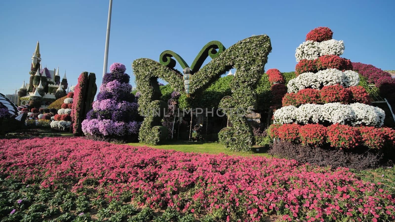 Dubai Miracle Garden in the UAE. It has over 45 million flowers.