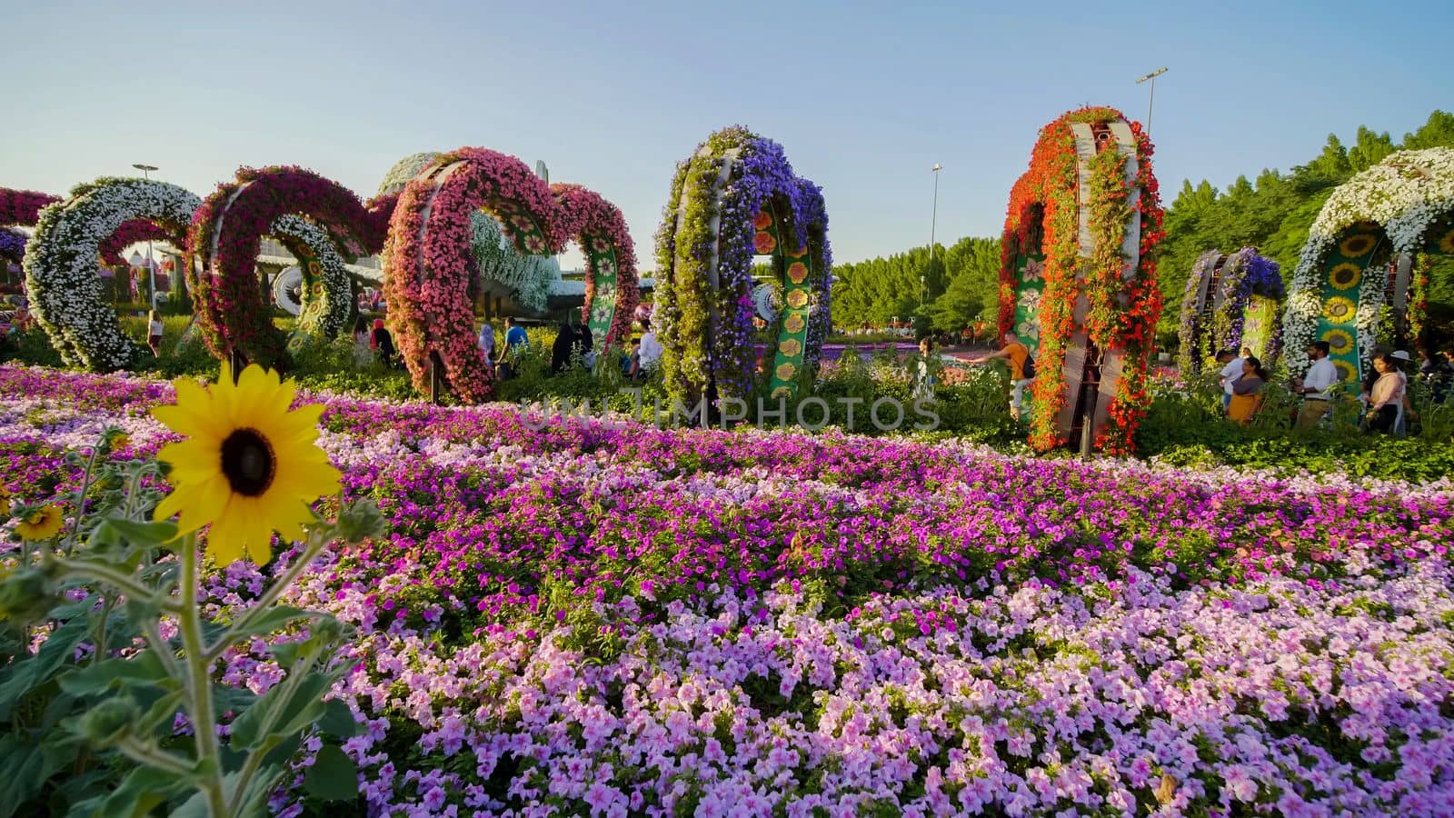 Dubai Miracle Garden in the UAE. It has over 45 million flowers.