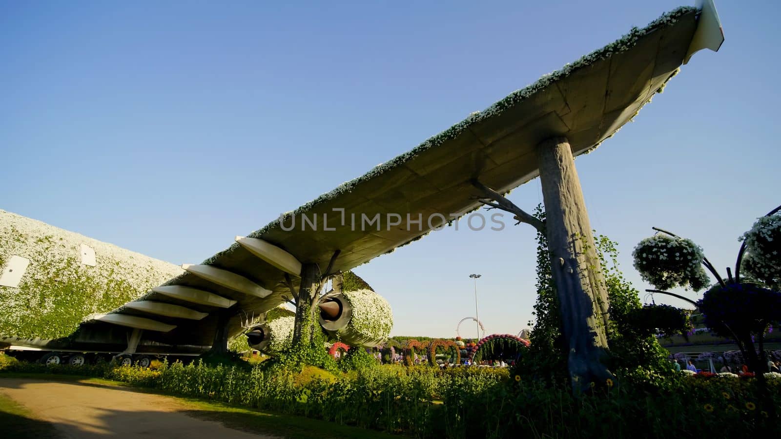 Dubai miracle garden: the world's largest natural flower garden. Setting real aircraft structure covered with flowers