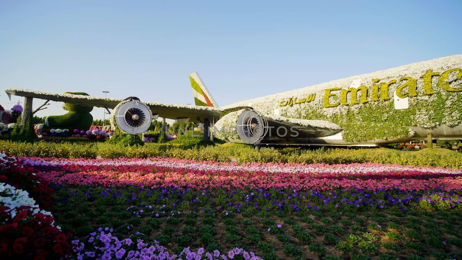 Dubai miracle garden: the world's largest natural flower garden. Setting real aircraft structure covered with flowers