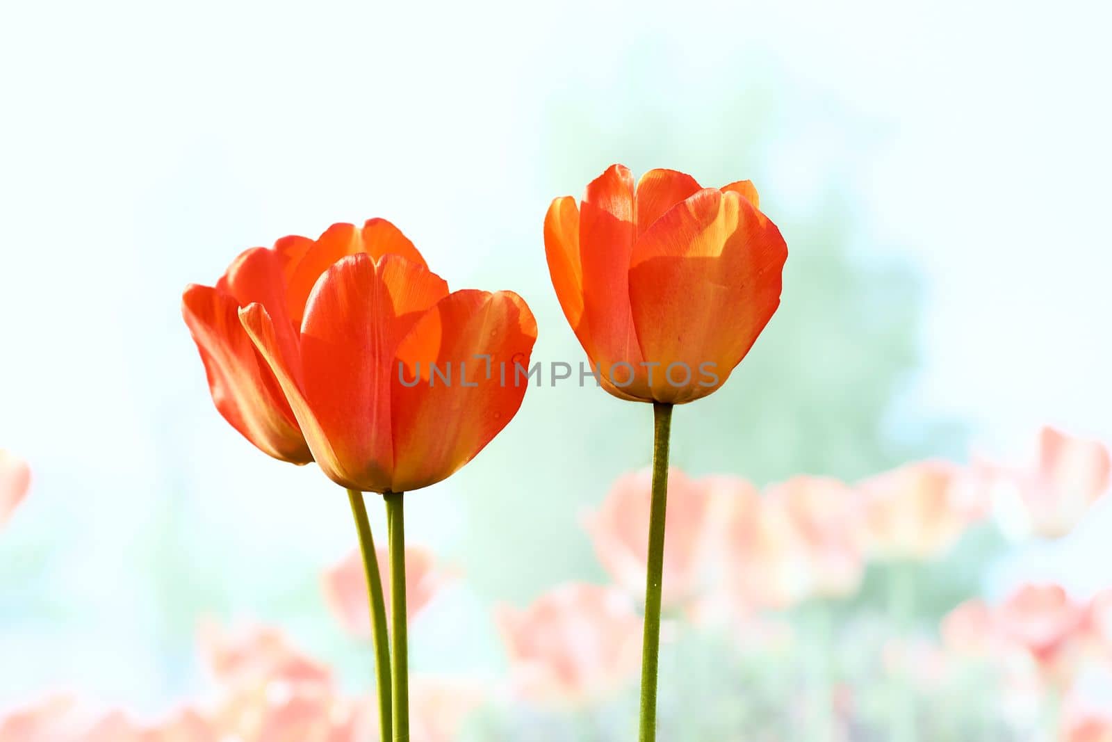 a bulbous spring flowering plant of the lily family, with boldly colored cup shaped flowers. Three wonderful scarlet red tulips and a light azure sky.